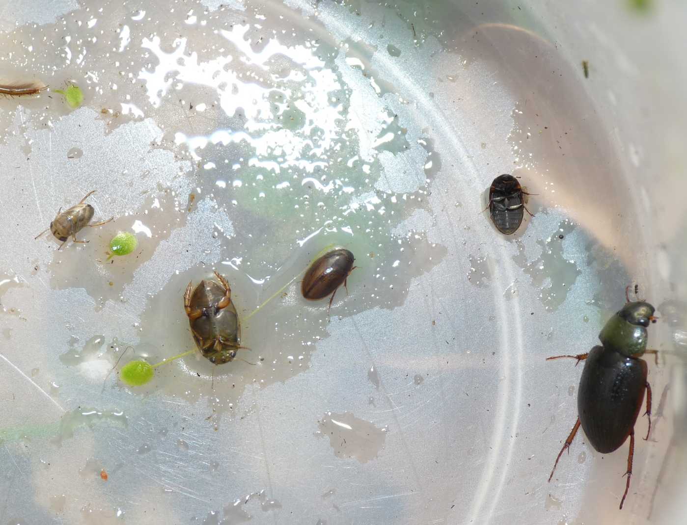 Piccolo Dytiscidae: Laccophilus cfr hyalinus o minutus
